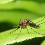 Disebutkan dalam Alquran, Jangan Sepelekan Manfaat Nyamuk untuk Kehidupan