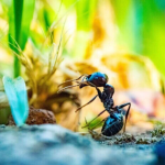 Anjuran Islam tentang Cara Mengusir Semut dengan ‘Sopan’